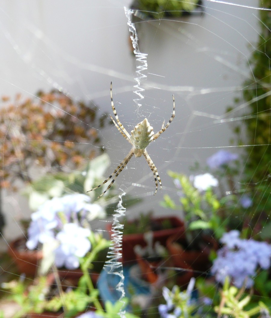 Argiope lobata